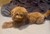 Luke, a male Cavapoo for sale in Jersey City, NJ – 2 of 3
