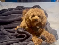 Luke, a male Cavapoo for sale in Jersey City, NJ – 3 of 3
