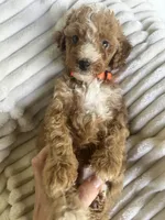AKC Orange Collar - Luke, a male Poodle - Miniature  for sale in Cartersville, GA – 3 of 5