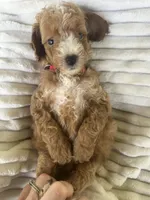 AKC red collar- Benjamin, a male Poodle - Miniature  for sale in Cartersville, GA – 3 of 5