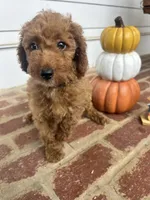 AKC Black Collar , a male Poodle - Miniature  for sale in Cartersville, GA – 3 of 5