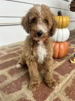 AKC Orange Collar , a male Poodle - Miniature  for sale in Cartersville, GA – 2 of 7
