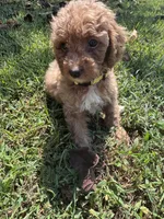 AKC Yellow Collar- Joanna- , a female Poodle - Miniature  for sale in Cartersville, GA – 3 of 4