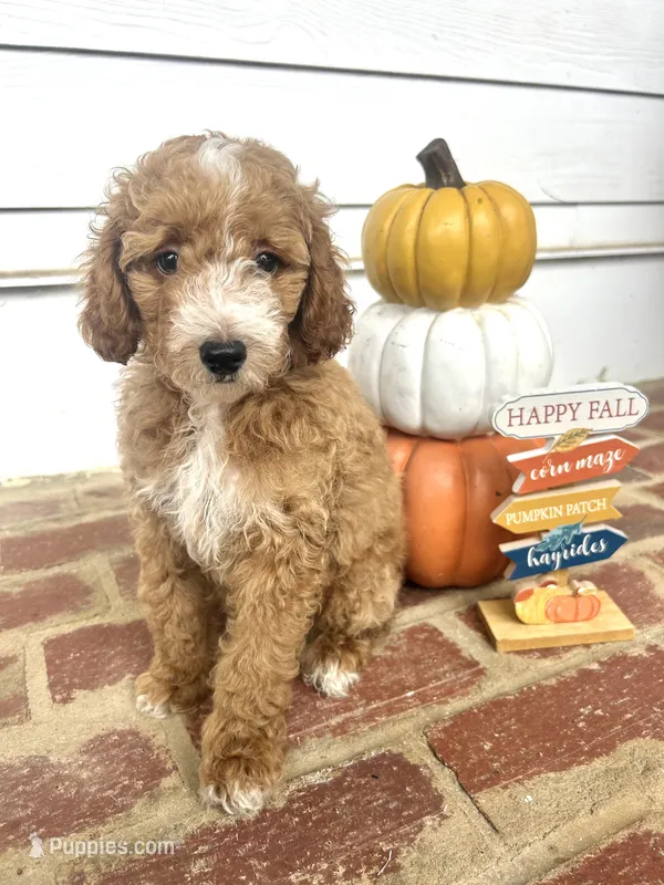 AKC red collar- Benjamin – Poodle - Miniature  puppy for sale in Cartersville, GA