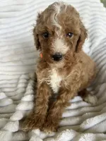 AKC Orange Collar - Luke, a male Poodle - Miniature  for sale in Cartersville, GA – 4 of 5