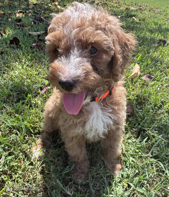AKC Orange Collar - Luke – Poodle - Miniature  puppy for sale in Cartersville, GA
