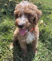 AKC Orange Collar - Luke, a male Poodle - Miniature  for sale in Cartersville, GA – 1 of 5