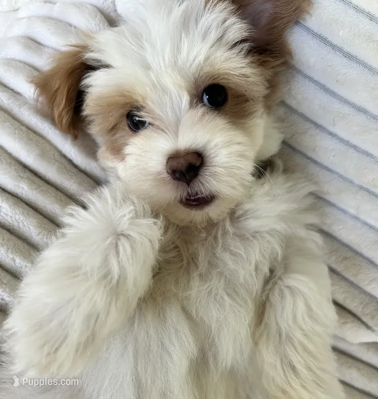 AKC blue collar – Havanese puppy for sale in Cartersville, GA