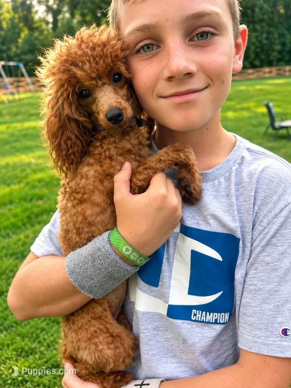 Shiloh – Poodle - Miniature  puppy for sale in Cartersville, GA
