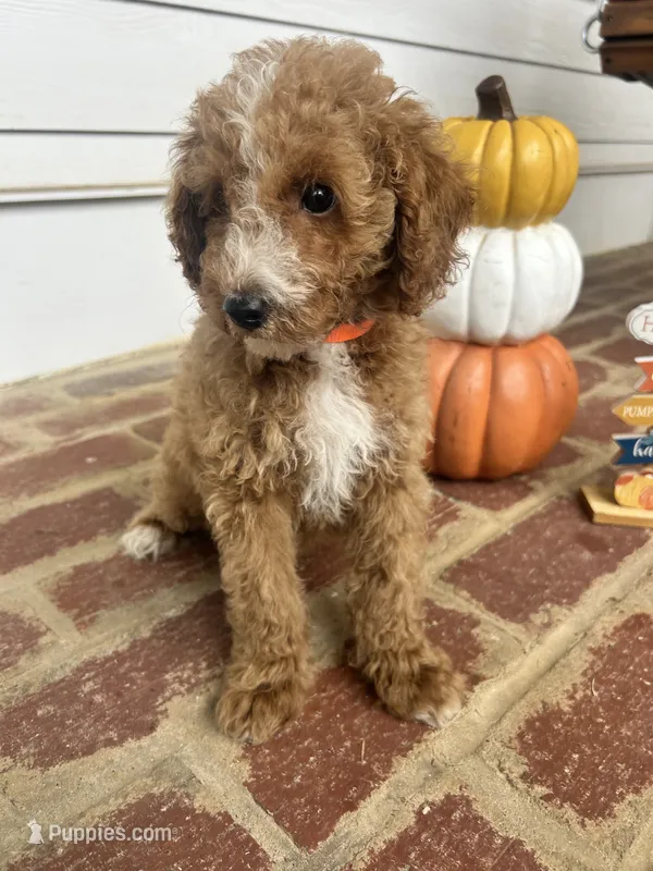 AKC Orange Collar - Luke – Poodle - Miniature  puppy for sale in Cartersville, GA
