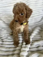 AKC Yellow Collar- Joanna- , a female Poodle - Miniature  for sale in Cartersville, GA – 4 of 4