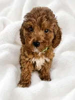 AKC Green Collar, a male Poodle - Miniature  for sale in Cartersville, GA – 1 of 1