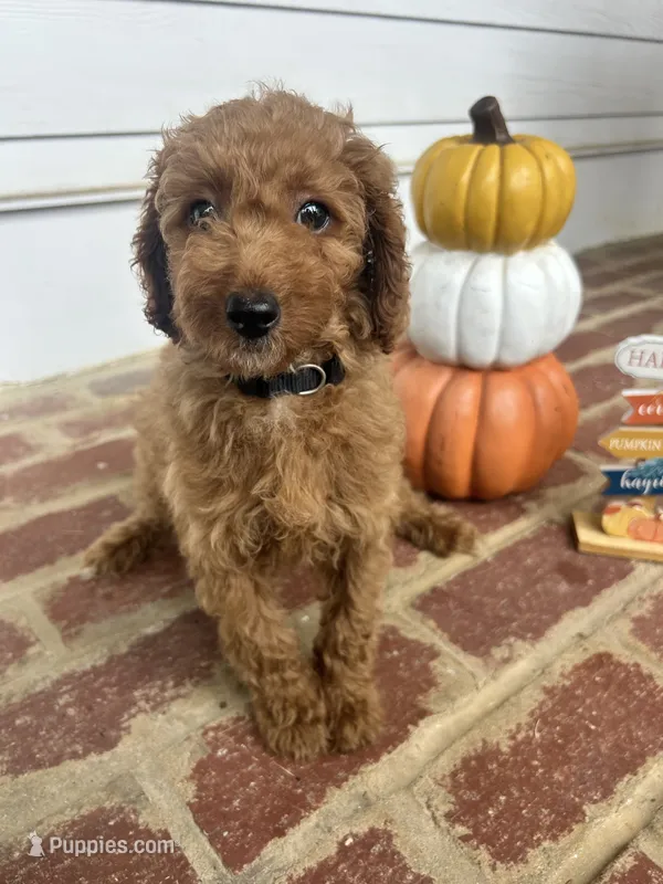 AKC Black Collar  – Poodle - Miniature  puppy for sale in Cartersville, GA