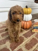 AKC Black Collar , a male Poodle - Miniature  for sale in Cartersville, GA – 2 of 5