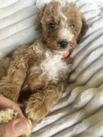 AKC Orange Collar - Luke, a male Poodle - Miniature  for sale in Cartersville, GA – 2 of 5