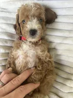 AKC red collar- Benjamin, a male Poodle - Miniature  for sale in Cartersville, GA – 5 of 5