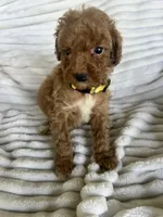 AKC Yellow Collar- Joanna- , a female Poodle - Miniature  for sale in Cartersville, GA – 2 of 4