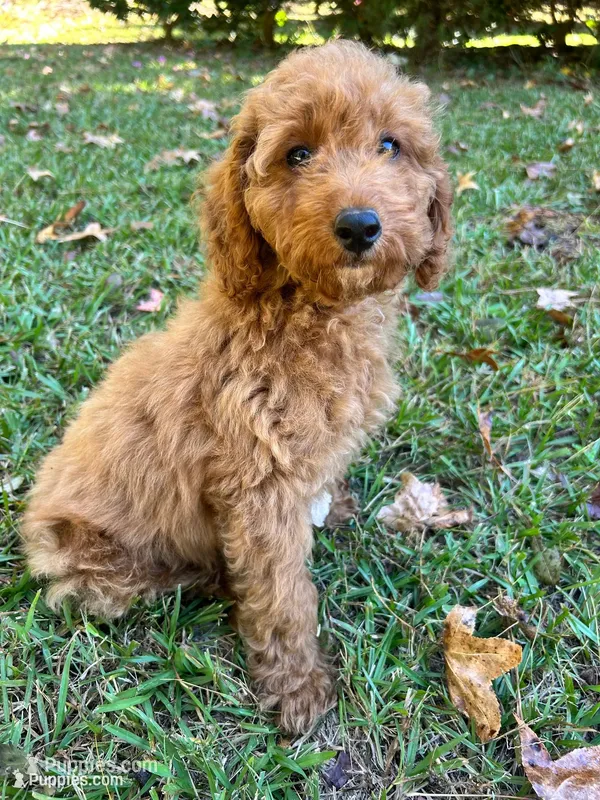 AKC Black Collar  – Poodle - Miniature  puppy for sale in Cartersville, GA
