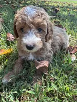 AKC red collar- Benjamin, a male Poodle - Miniature  for sale in Cartersville, GA – 4 of 5