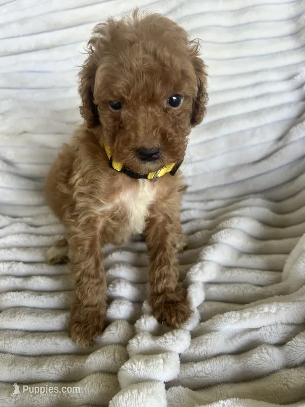 AKC Yellow Collar- Joanna-  – Poodle - Miniature  puppy for sale in Cartersville, GA