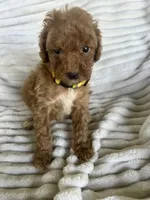 AKC Yellow Collar- Joanna- , a female Poodle - Miniature  for sale in Cartersville, GA – 1 of 4