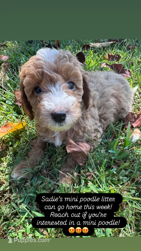 AKC red collar- Benjamin – Poodle - Miniature  puppy for sale in Cartersville, GA