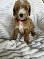AKC red collar- Benjamin, a male Poodle - Miniature  for sale in Cartersville, GA – 2 of 5
