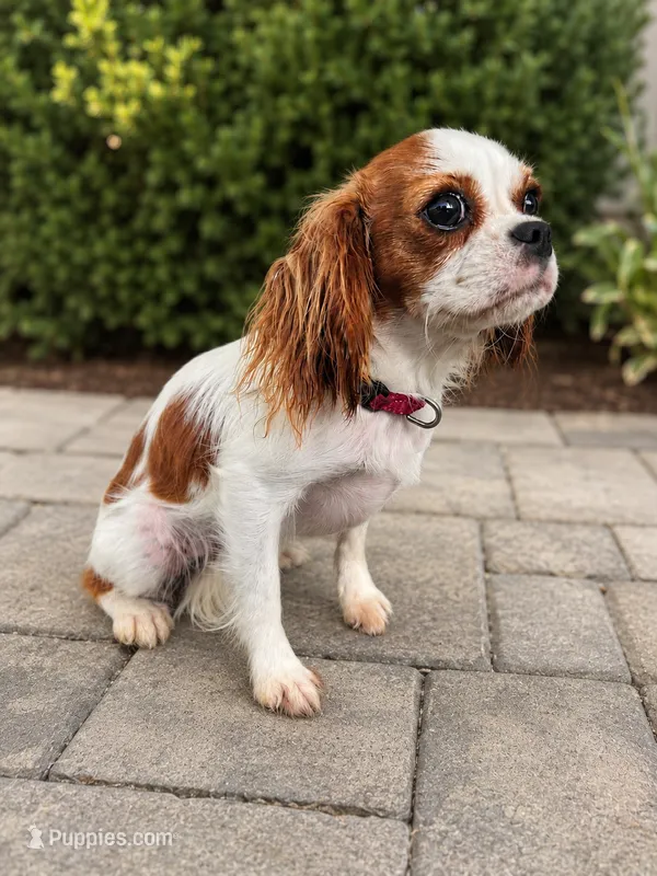 Lucy – Cavalier King Charles Spaniel puppy for sale in Cartersville, GA
