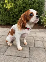 Lucy, a female Cavalier King Charles Spaniel for sale in Cartersville, GA – 1 of 1
