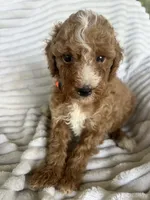 AKC Orange Collar - Luke, a male Poodle - Miniature  for sale in Cartersville, GA – 5 of 5