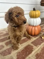 AKC Black Collar , a male Poodle - Miniature  for sale in Cartersville, GA – 4 of 5