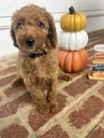 AKC Black Collar , a male Poodle - Miniature  for sale in Cartersville, GA – 5 of 5