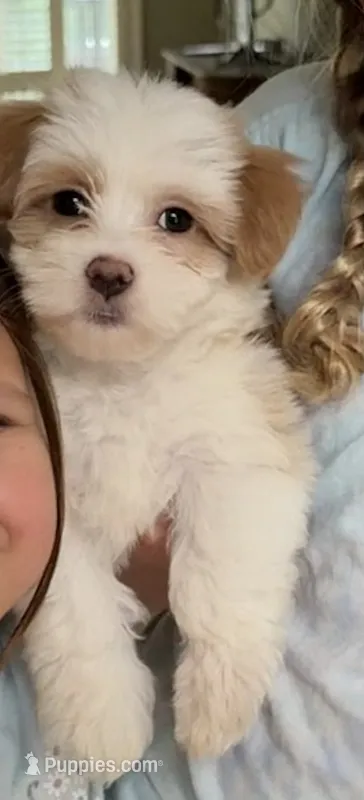 AKC blue collar – Havanese puppy for sale in Cartersville, GA