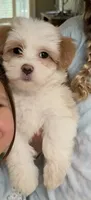 AKC blue collar, a male Havanese for sale in Cartersville, GA – 1 of 1