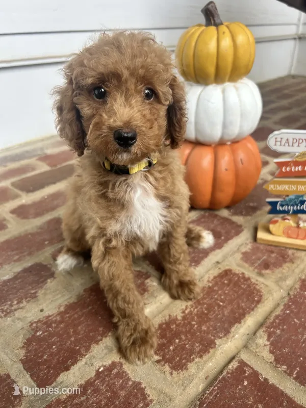 AKC Yellow Collar- Joanna-  – Poodle - Miniature  puppy for sale in Cartersville, GA