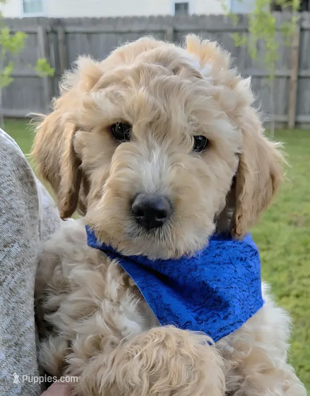 Dustin – Miniature Goldendoodle puppy for sale in Nashville, TN