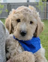 Photo of Dustin