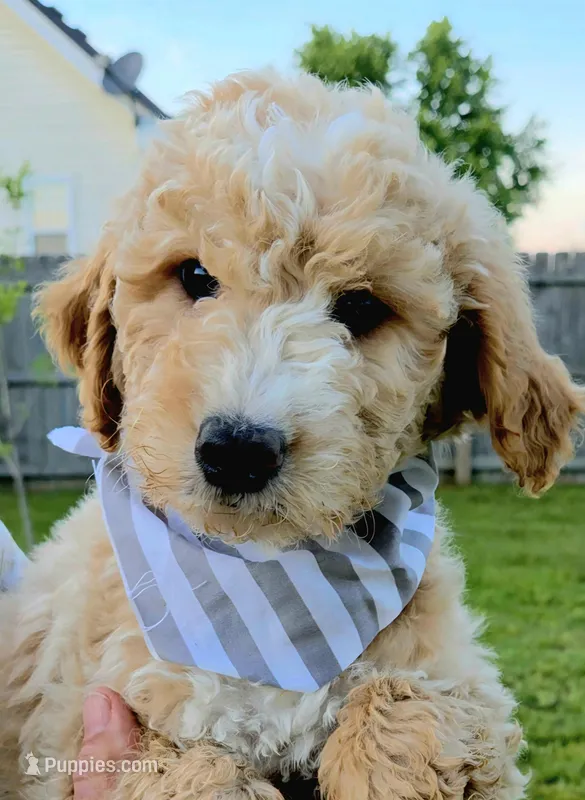 Dax – Miniature Goldendoodle puppy for sale in Nashville, TN