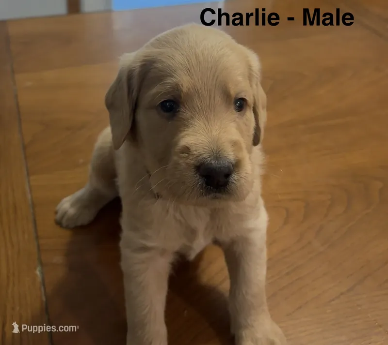 Charlie – Goldendoodle, Labrador Retriever puppy for sale in Lincoln, NE
