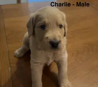 Charlie, a male Goldendoodle and Labrador Retriever for sale in Lincoln, NE – 1 of 1