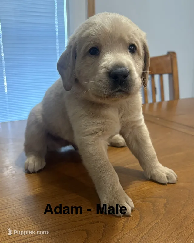 Adam – Goldendoodle, Labrador Retriever puppy for sale in Lincoln, NE