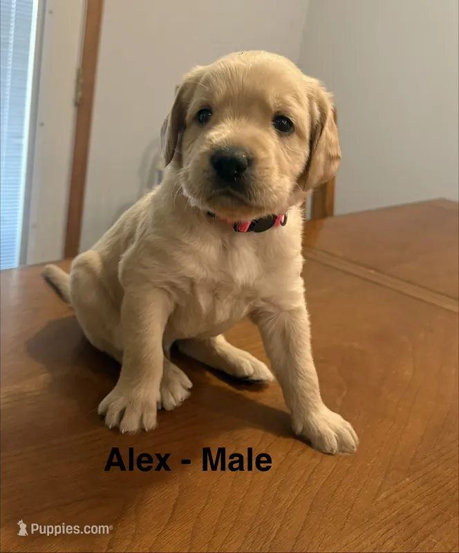 Alex – Goldendoodle, Labrador Retriever puppy for sale in Lincoln, NE
