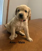 Alex, a male Goldendoodle and Labrador Retriever for sale in Lincoln, NE – 1 of 1