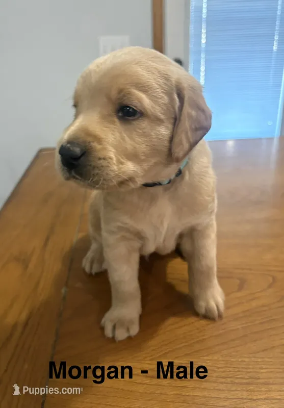 Morgan – Goldendoodle, Labrador Retriever puppy for sale in Lincoln, NE