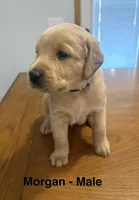 Morgan, a male Goldendoodle and Labrador Retriever for sale in Lincoln, NE – 1 of 1