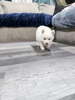 Sarafina Storm, a female Pomsky for sale in Denair, CA – 5 of 7