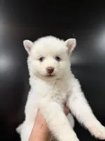 Sarafina Storm, a female Pomsky for sale in Denair, CA – 4 of 7