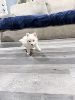 Sarafina Storm, a female Pomsky for sale in Denair, CA – 6 of 7