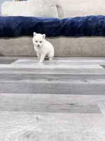 Sarafina Storm, a female Pomsky for sale in Denair, CA – 7 of 7
