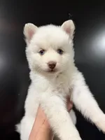 Sarafina Storm, a female Pomsky for sale in Denair, CA – 2 of 7